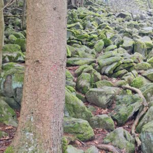 Moosige Felsen und Bäume im Wald