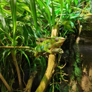 Chamäleon versteckt im Blätterwald