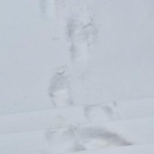 Frische Fußspuren im Schnee – ein stiller Moment des ersten Schneefalls