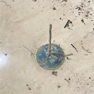 Letzter Strandspaziergang mit Quallenfund