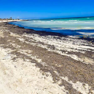 Tranquil Coastal Beachscape with Seaweed Shores