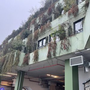 Begrünter Flakturm – Die Natur erobert den Bunker zurück