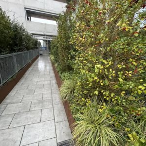 Verzauberter Smaragd-Tunnel mit flammenden Beeren